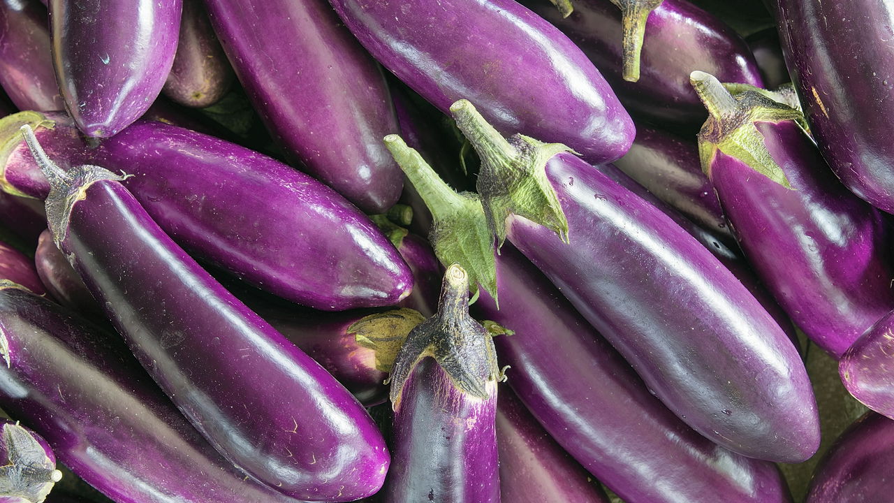 Como Plantar Berinjela e Ter uma Colheita Sempre Farta