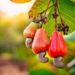 Plantar Caju - Freepik