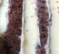 Bolo De Chocolate Com Mousse De Limão: A Sobremesa Perfeita