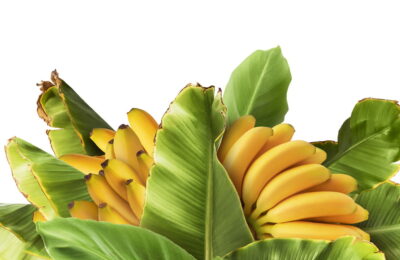 Plantar Banana - Créditos: Depositphotos.com / AgaveStudio