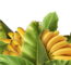 Plantar Banana - Créditos: Depositphotos.com / AgaveStudio