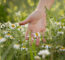 Plantar Camomila - Freepik