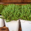 Dicas Essenciais Para Plantar Tomilho E Ter Um Cultivo Produtivo