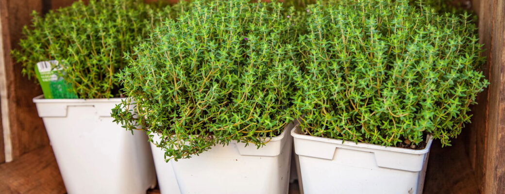 Dicas Essenciais Para Plantar Tomilho E Ter Um Cultivo Produtivo