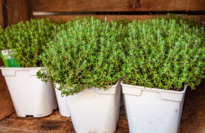Dicas Essenciais Para Plantar Tomilho E Ter Um Cultivo Produtivo