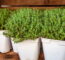 Dicas Essenciais Para Plantar Tomilho E Ter Um Cultivo Produtivo