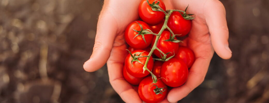 Dicas Infalíveis Para Plantar Tomate Cereja E Ter Frutas Sempre