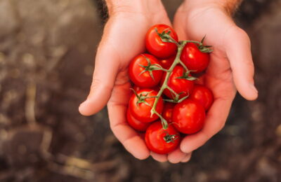 Dicas Infalíveis Para Plantar Tomate Cereja E Ter Frutas Sempre