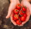 Dicas Infalíveis Para Plantar Tomate Cereja E Ter Frutas Sempre