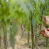 Pimenta Dedo-de-Moça - Créditos: Depositphotos.com / Vir4ello