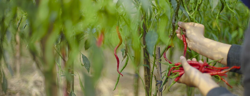Pimenta Dedo-de-Moça - Créditos: Depositphotos.com / Vir4ello