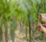 Pimenta Dedo-de-Moça - Créditos: Depositphotos.com / Vir4ello