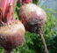 Plantar Beterraba - Créditos: Depositphotos.com / Kawing921