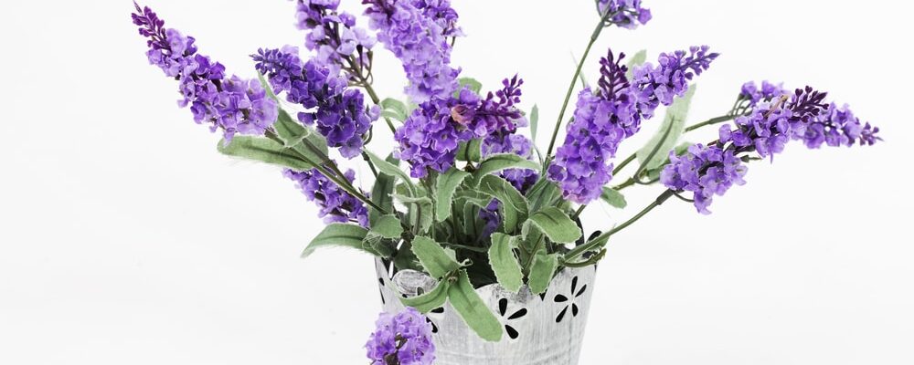 Cheirinho Deliciosa De Lavanda Veja Como Plantar Em Casa