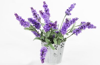 Cheirinho Deliciosa De Lavanda Veja Como Plantar Em Casa