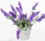 Cheirinho Deliciosa De Lavanda Veja Como Plantar Em Casa