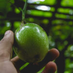 Plantar Maracujá - Freepik