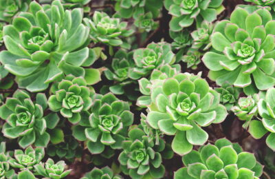 Suculentas - Créditos: Depositphotos.com / Hannamariah