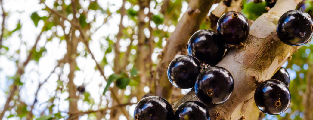 O Segredo Para Jabuticabeiras Sempre Produtivas E Saudáveis