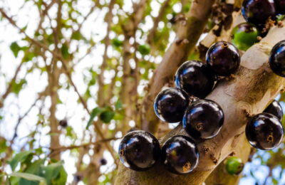 O Segredo Para Jabuticabeiras Sempre Produtivas E Saudáveis