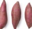 O Segredo Para Plantar Batata Doce E Ter Raízes Sempre Grandes