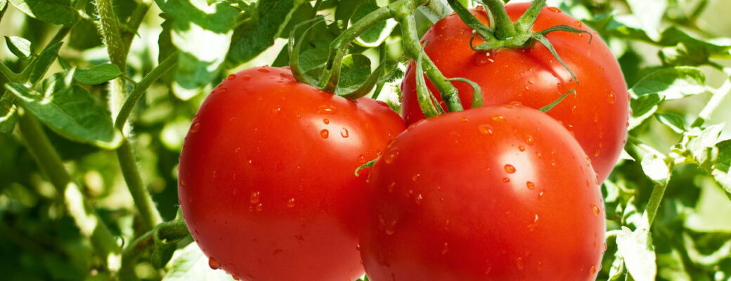 Como Plantar Tomate - Créditos: Depositphotos.com / Fotokostic