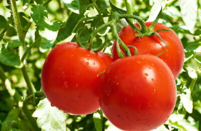 Como Plantar Tomate - Créditos: Depositphotos.com / Fotokostic