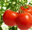 Como Plantar Tomate - Créditos: Depositphotos.com / Fotokostic