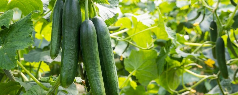 Pepinos São Tesouros Da Horta Veja Como Plantar