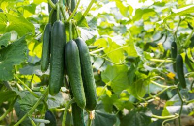 Pepinos São Tesouros Da Horta Veja Como Plantar