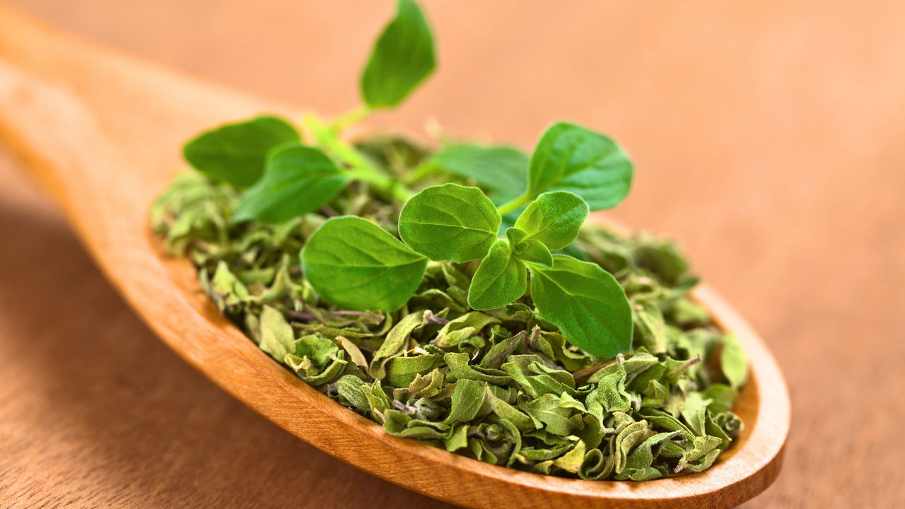 Como Plantar Orégano e Ter um Temperinho Sempre Fresco